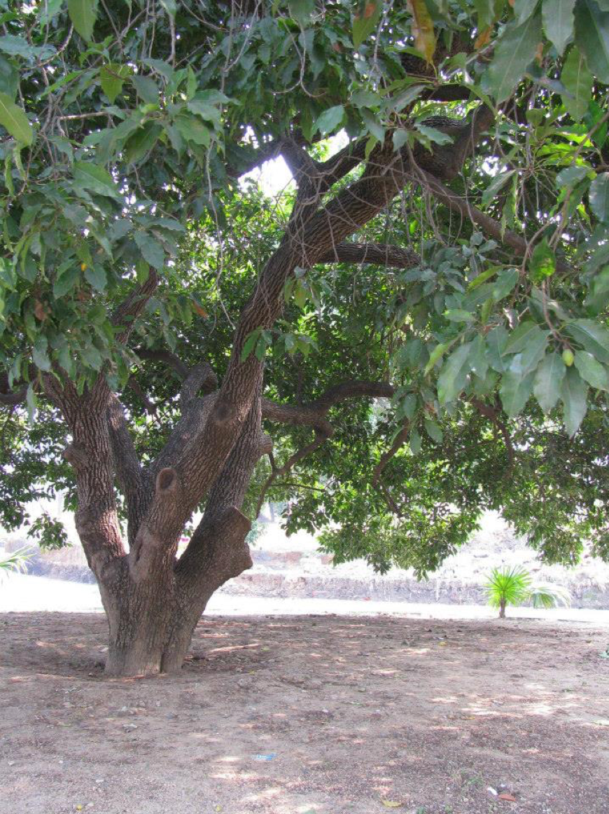 albero Maulshree